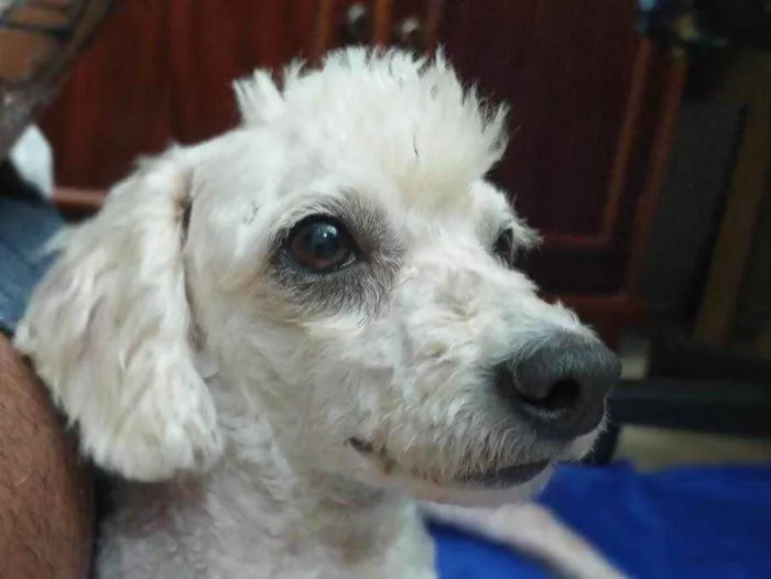 Cachorro ra a Poodle idade 3 anos nome Bela