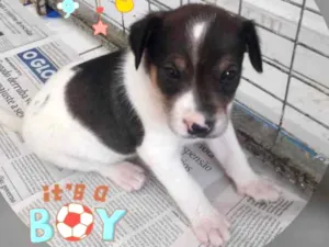 Cachorro raça SRD idade 2 a 6 meses nome FOFINHO