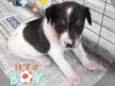 FOFINHO