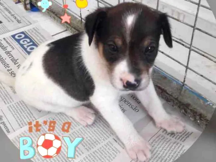 Cachorro ra a SRD idade 2 a 6 meses nome FOFINHO
