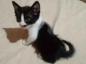 Gato raça  idade 2 a 6 meses nome Rubi/lua e lulu