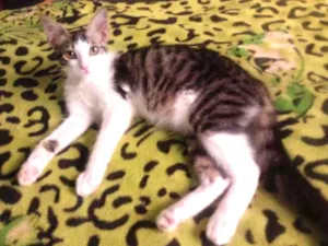 Gato raça  idade 7 a 11 meses nome Lili