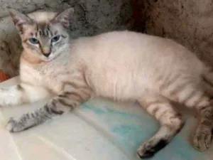 Gato raça  idade 1 ano nome Duda