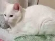 Nina
