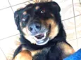 Cachorro raça SRD idade 6 ou mais anos nome Bento