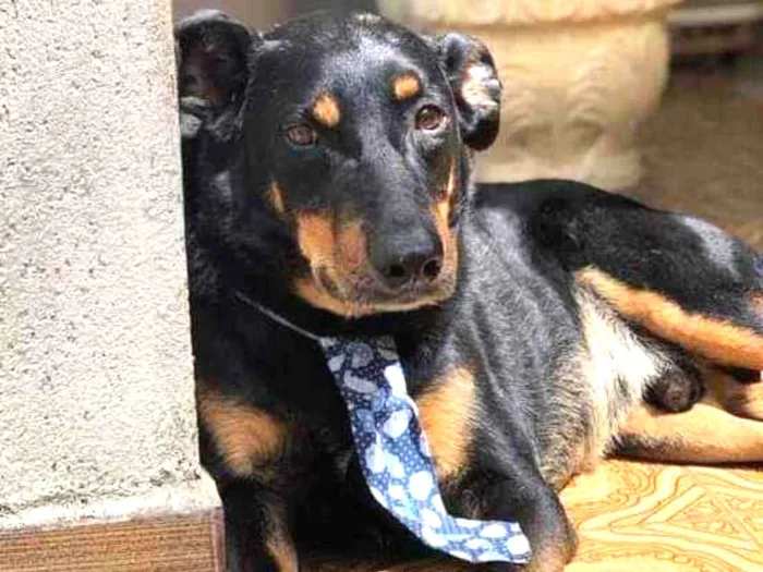 Cachorro ra a SRD idade 6 ou mais anos nome Bento
