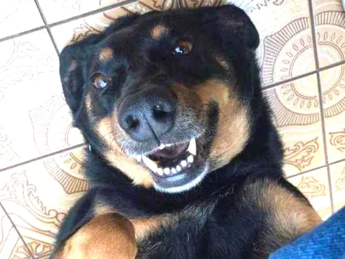 Cachorro ra a SRD idade 6 ou mais anos nome Bento
