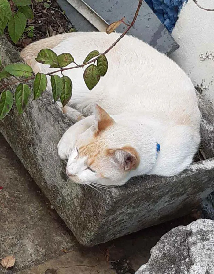 Gato ra a Sem raça definida idade 2 anos nome Olliver