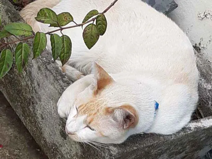 Gato ra a Sem raça definida idade 2 anos nome Olliver