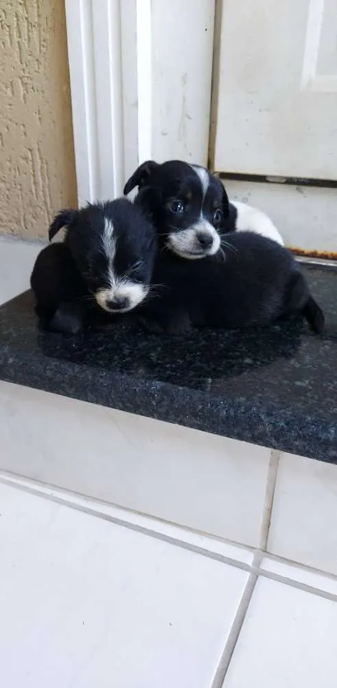 Cachorro raça Sem raça definida idade Abaixo de 2 meses nome Filhotes