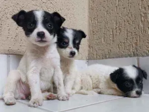 Cachorro raça Sem raça definida idade Abaixo de 2 meses nome Filhotes