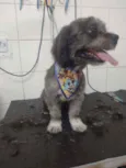 Neguinho
