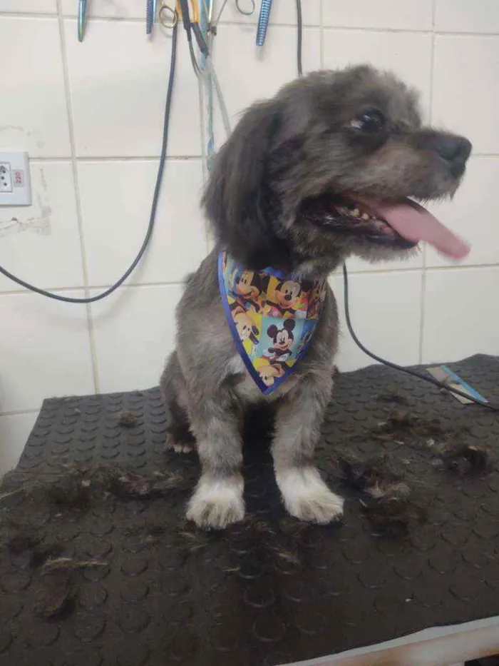 Cachorro ra a Shiitzu misturado  idade 7 a 11 meses nome Neguinho