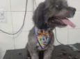 Neguinho