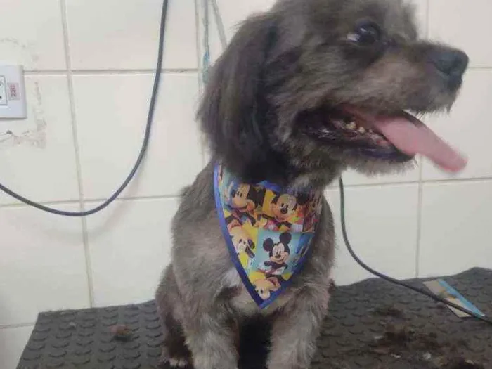 Cachorro ra a Shiitzu misturado  idade 7 a 11 meses nome Neguinho