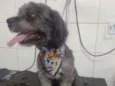 Neguinho