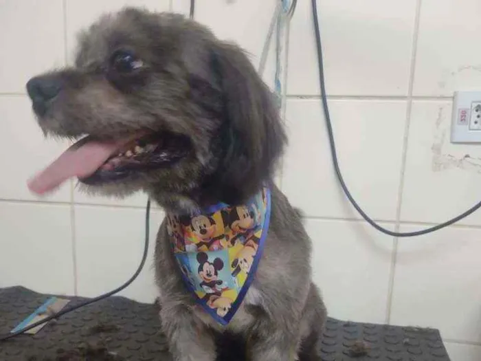 Cachorro ra a Shiitzu misturado  idade 7 a 11 meses nome Neguinho