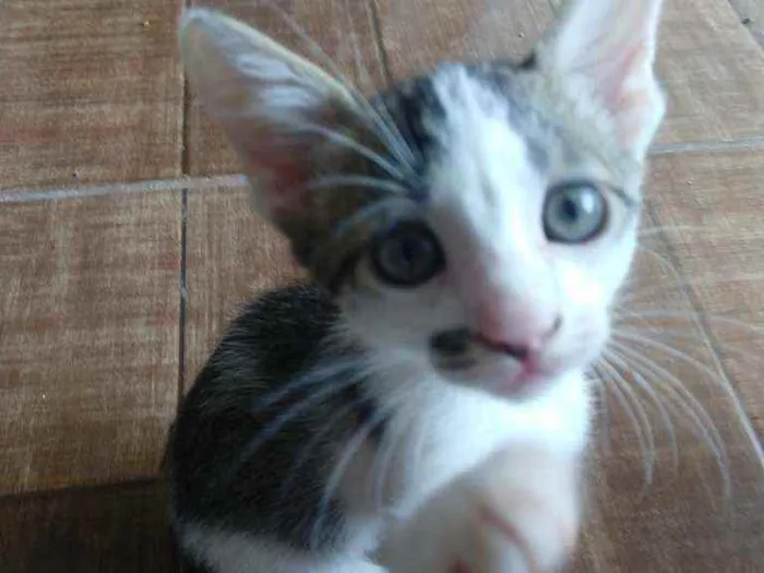 Gato ra a misturada idade Abaixo de 2 meses nome Filhotes