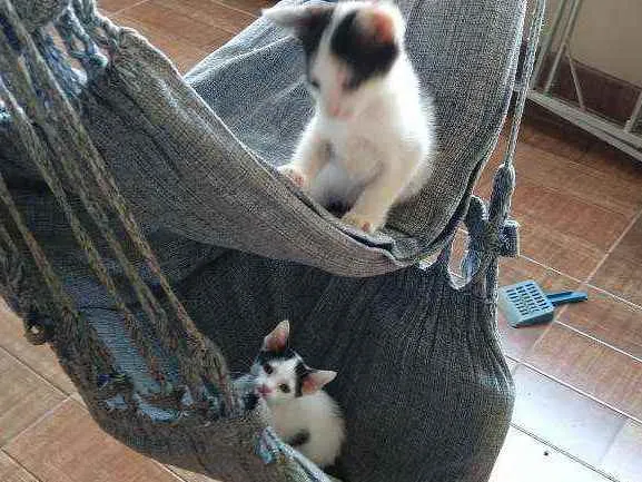 Gato ra a misturada idade Abaixo de 2 meses nome Filhotes