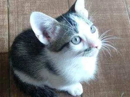 Gato ra a misturada idade Abaixo de 2 meses nome Filhotes