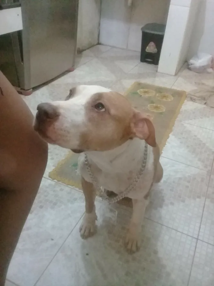 Cachorro raça Pit Bull idade 3 anos nome Malaika