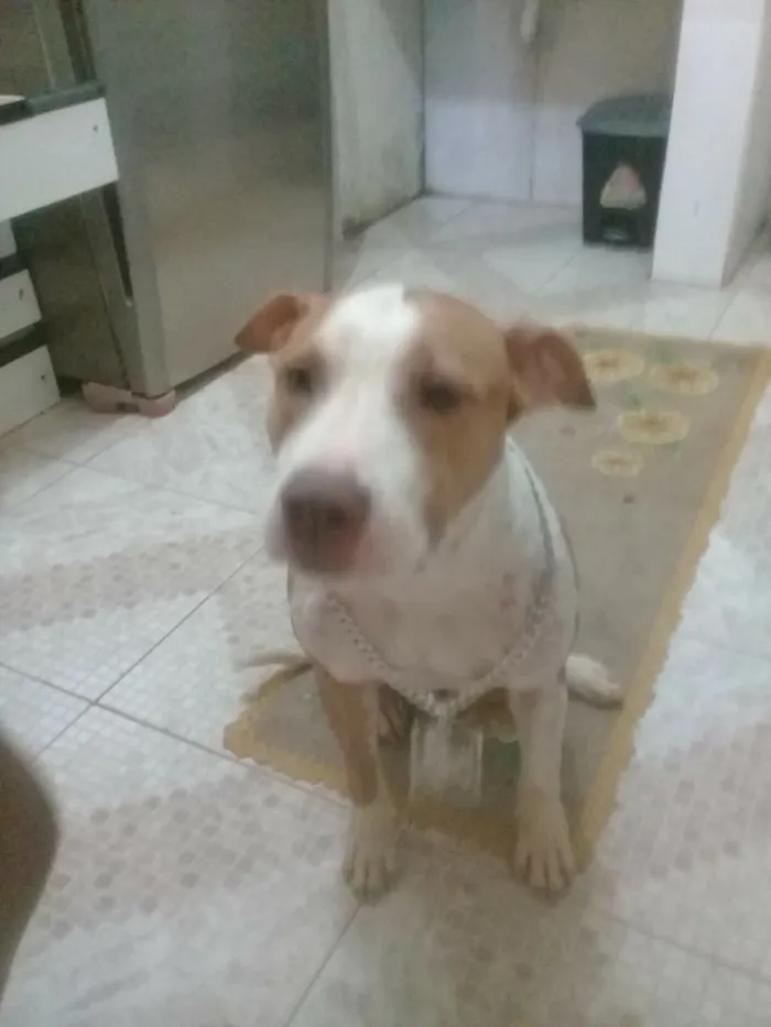 Cachorro raça Pit Bull idade 3 anos nome Malaika