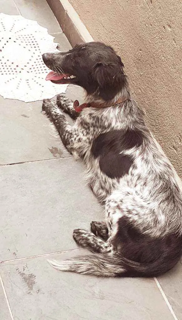 Cachorro ra a Desconhecido idade Abaixo de 2 meses nome Jade