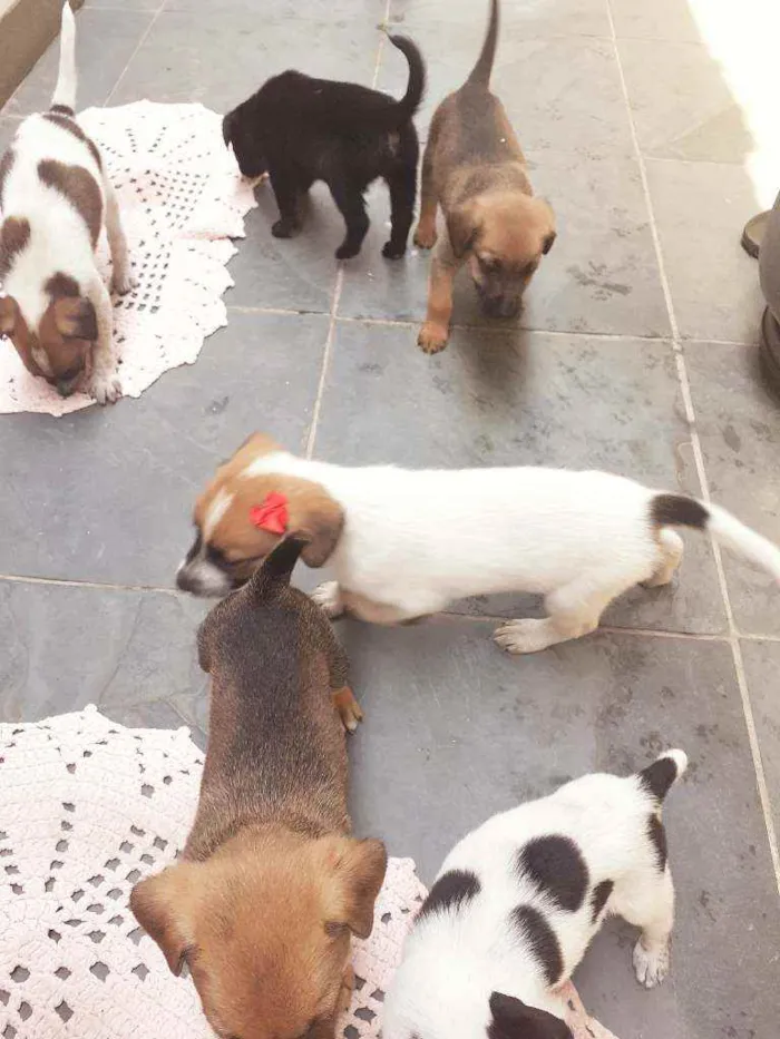 Cachorro ra a Desconhecido idade Abaixo de 2 meses nome Jade