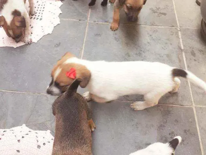 Cachorro ra a Desconhecido idade Abaixo de 2 meses nome Jade