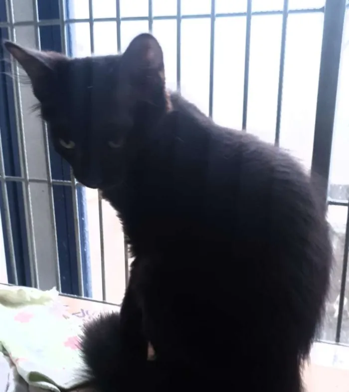 Gato ra a SRD idade 2 a 6 meses nome Pretinho e Tricolor