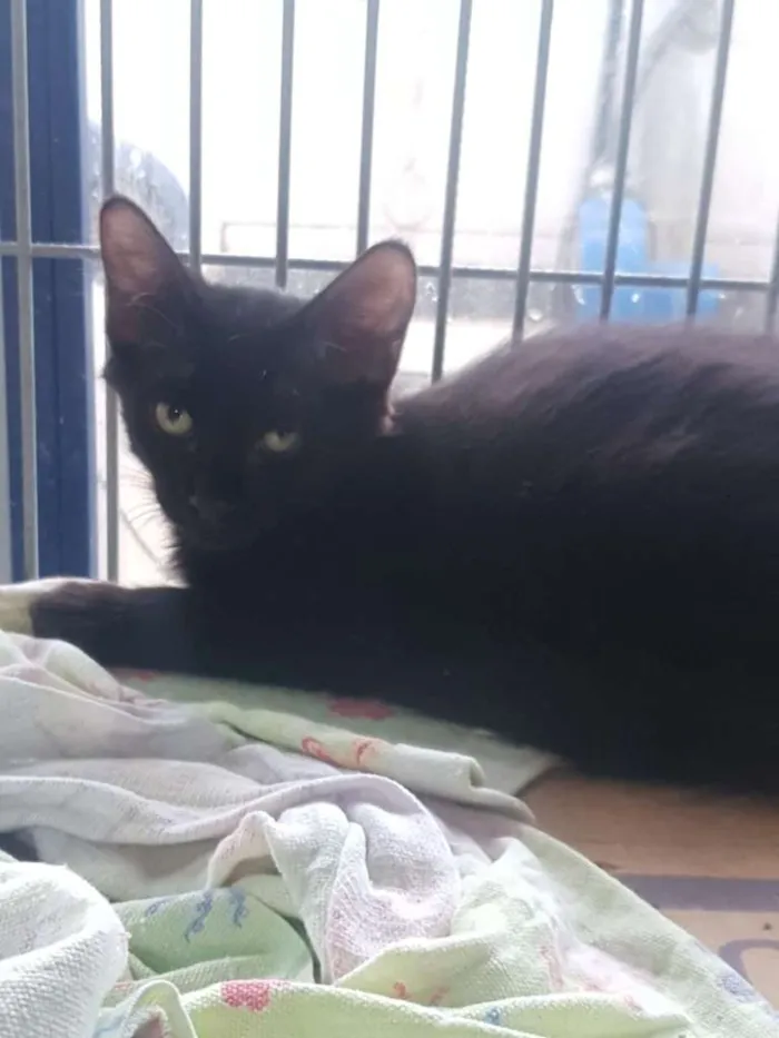 Gato ra a SRD idade 2 a 6 meses nome Pretinho e Tricolor