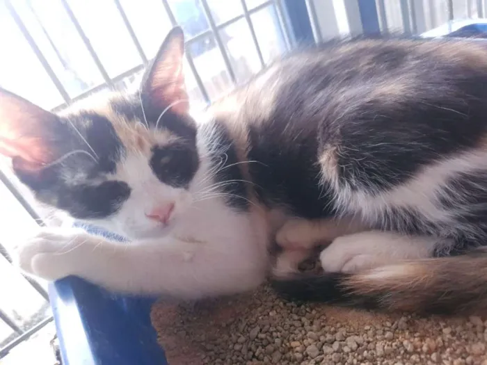 Gato ra a SRD idade 2 a 6 meses nome Pretinho e Tricolor
