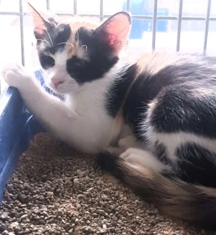 Gato ra a SRD idade 2 a 6 meses nome Pretinho e Tricolor