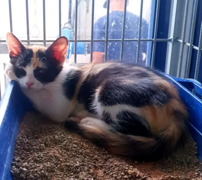 Gato ra a SRD idade 2 a 6 meses nome Pretinho e Tricolor
