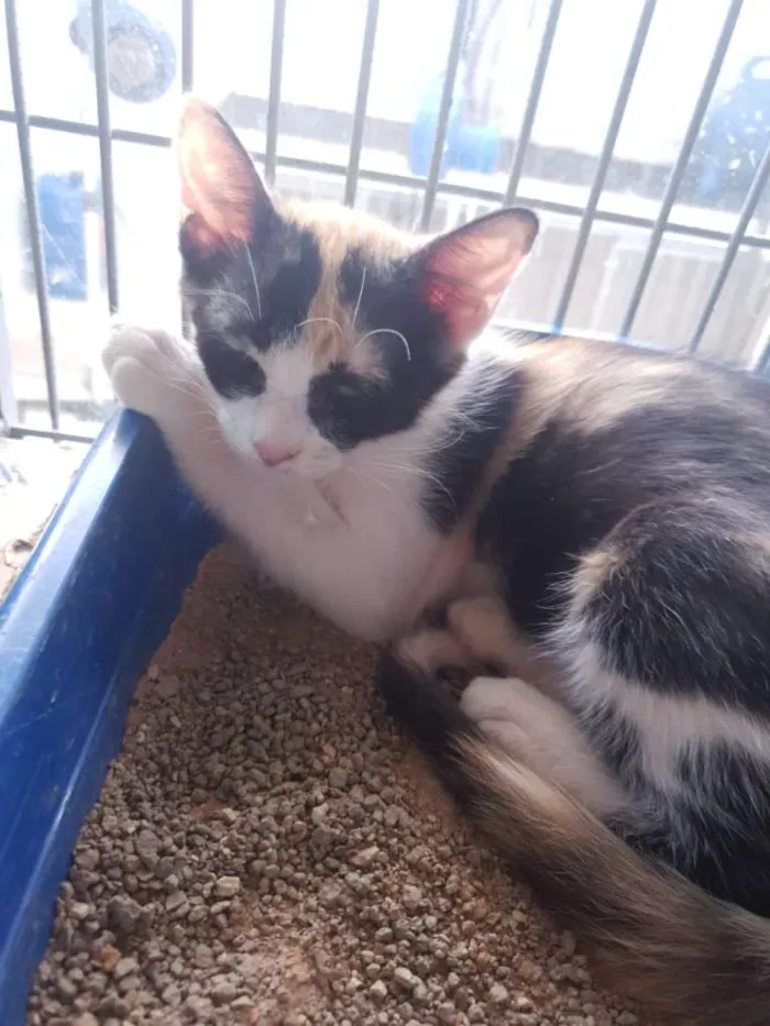 Gato ra a SRD idade 2 a 6 meses nome Pretinho e Tricolor