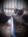 Pretinho e Tricolor