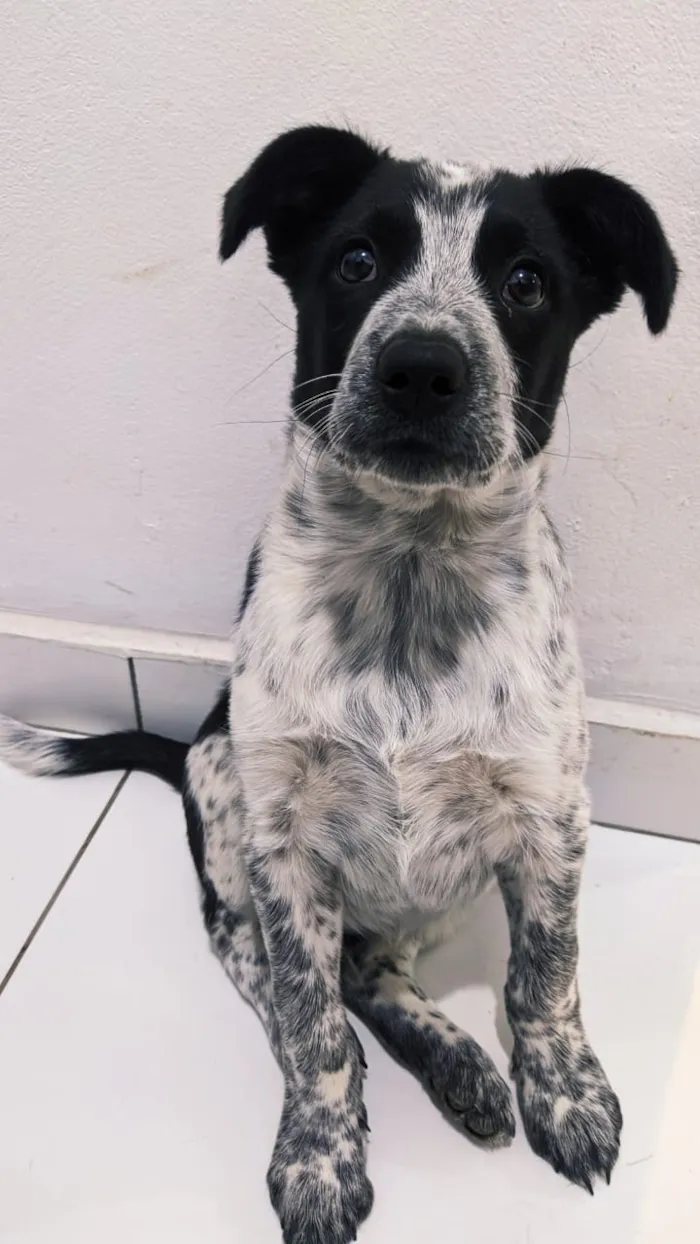 Cachorro raça SRD-ViraLata idade 2 a 6 meses nome Gohan