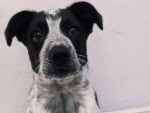 Cachorro raça SRD-ViraLata idade 2 a 6 meses nome Gohan