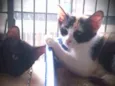 Pretinho e Tricolor