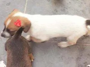 Cachorro raça Desconhecido idade Abaixo de 2 meses nome Jade