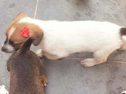 Cachorro ra a Desconhecido idade Abaixo de 2 meses nome Jade