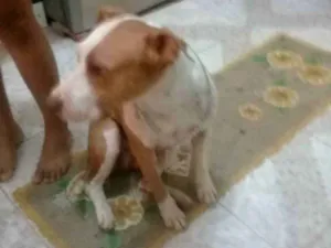 Cachorro raça Pit Bull idade 3 anos nome Malaika