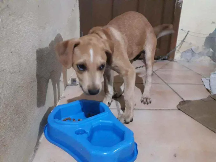 Cachorro ra a Indefinida idade 2 a 6 meses nome Fritz