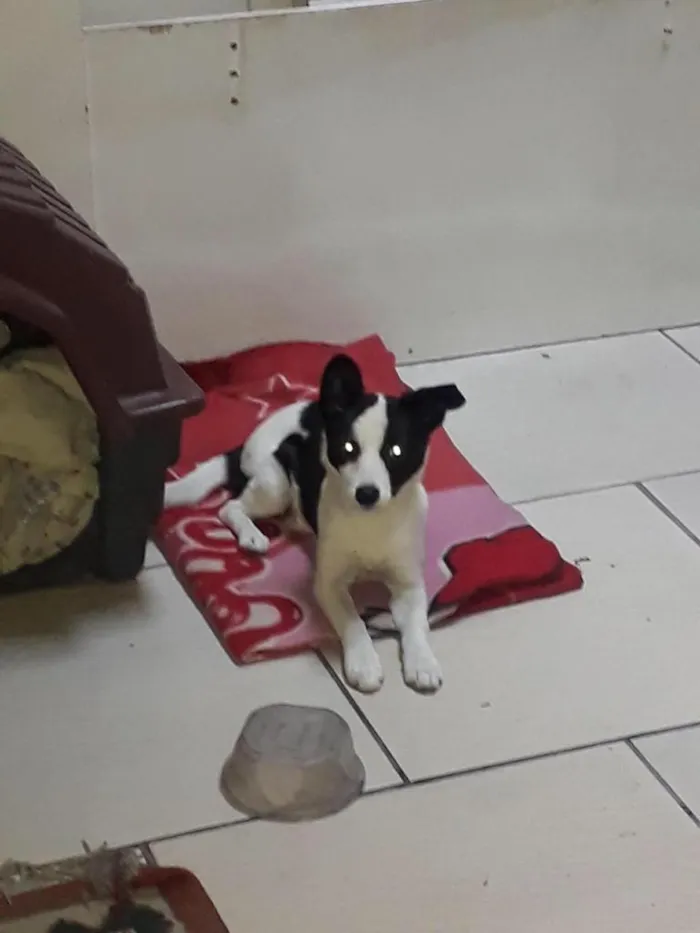 Cachorro ra a nao definida idade 2 a 6 meses nome vic