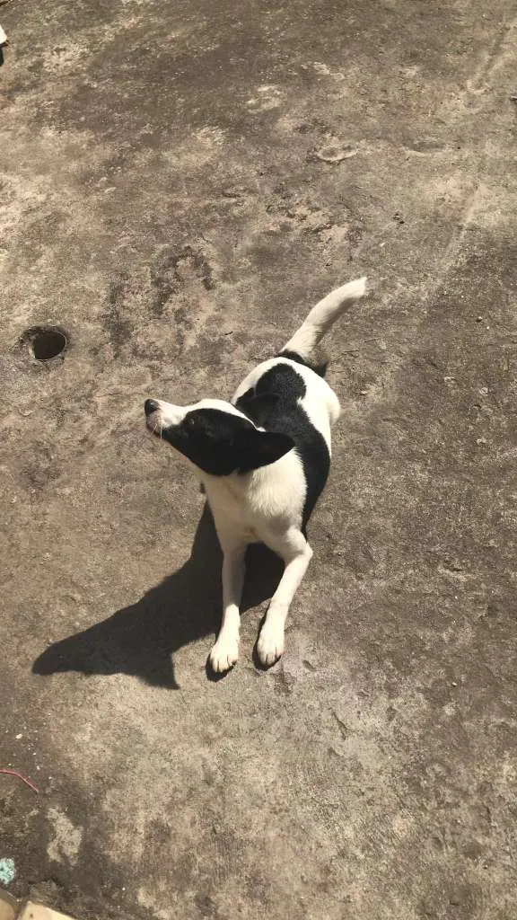 Cachorro ra a nao definida idade 2 a 6 meses nome vic