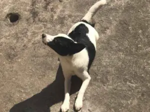 Cachorro raça nao definida idade 2 a 6 meses nome vic