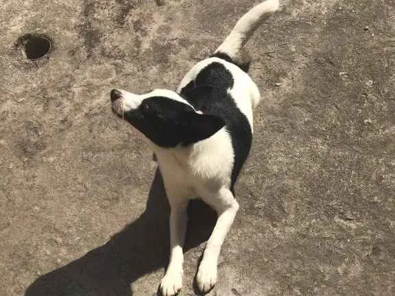 Cachorro ra a nao definida idade 2 a 6 meses nome vic