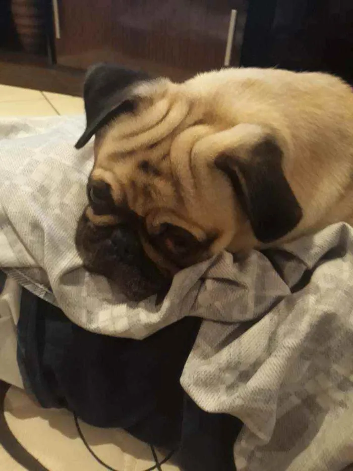 Cachorro raça Pug idade 1 ano nome Scooby