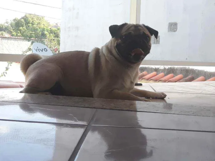 Cachorro raça Pug idade 1 ano nome Scooby