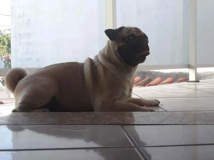 Cachorro raça Pug idade 1 ano nome Scooby